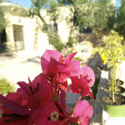 Bougainvillea