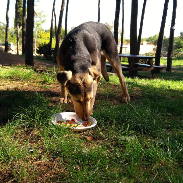 Gay Yoga Retreat Picnic Making Friends