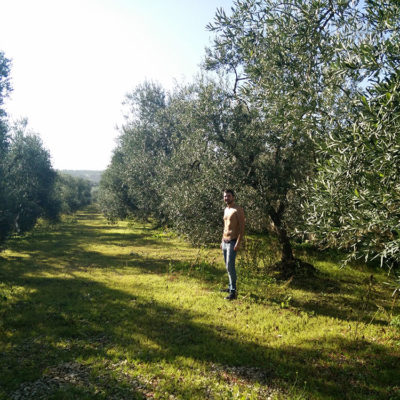 Olive Grove