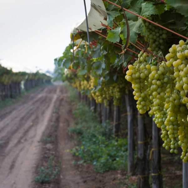 White eating grape vineyard in Puglia, Italy