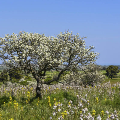 EY0TJT Parco Nazionale Dell alta Murgia, Ruva di Puglia, Apulia, Italy