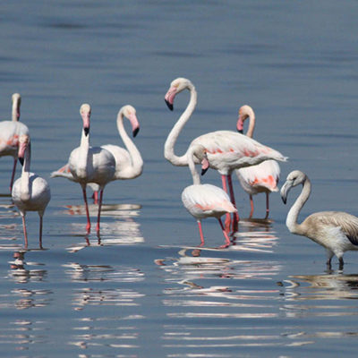 gratherflamingos