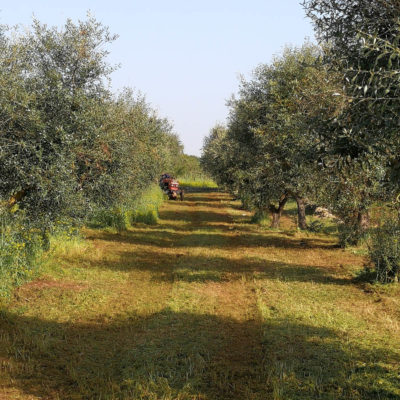 Gay Italian Accommodation Olive Grove