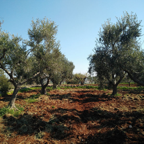 Olive Trees Ready for Harvest