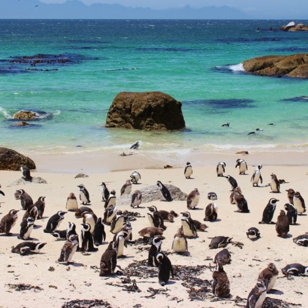 Gay South Africa Tour penguins