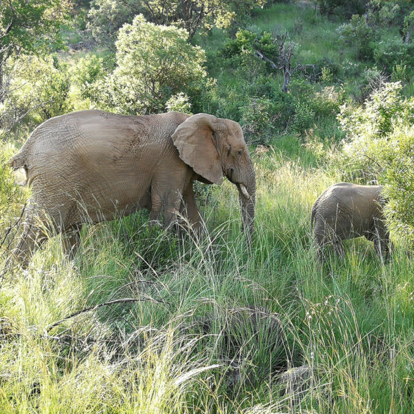 Gay Cape Town Tour Mini Safari Elephants